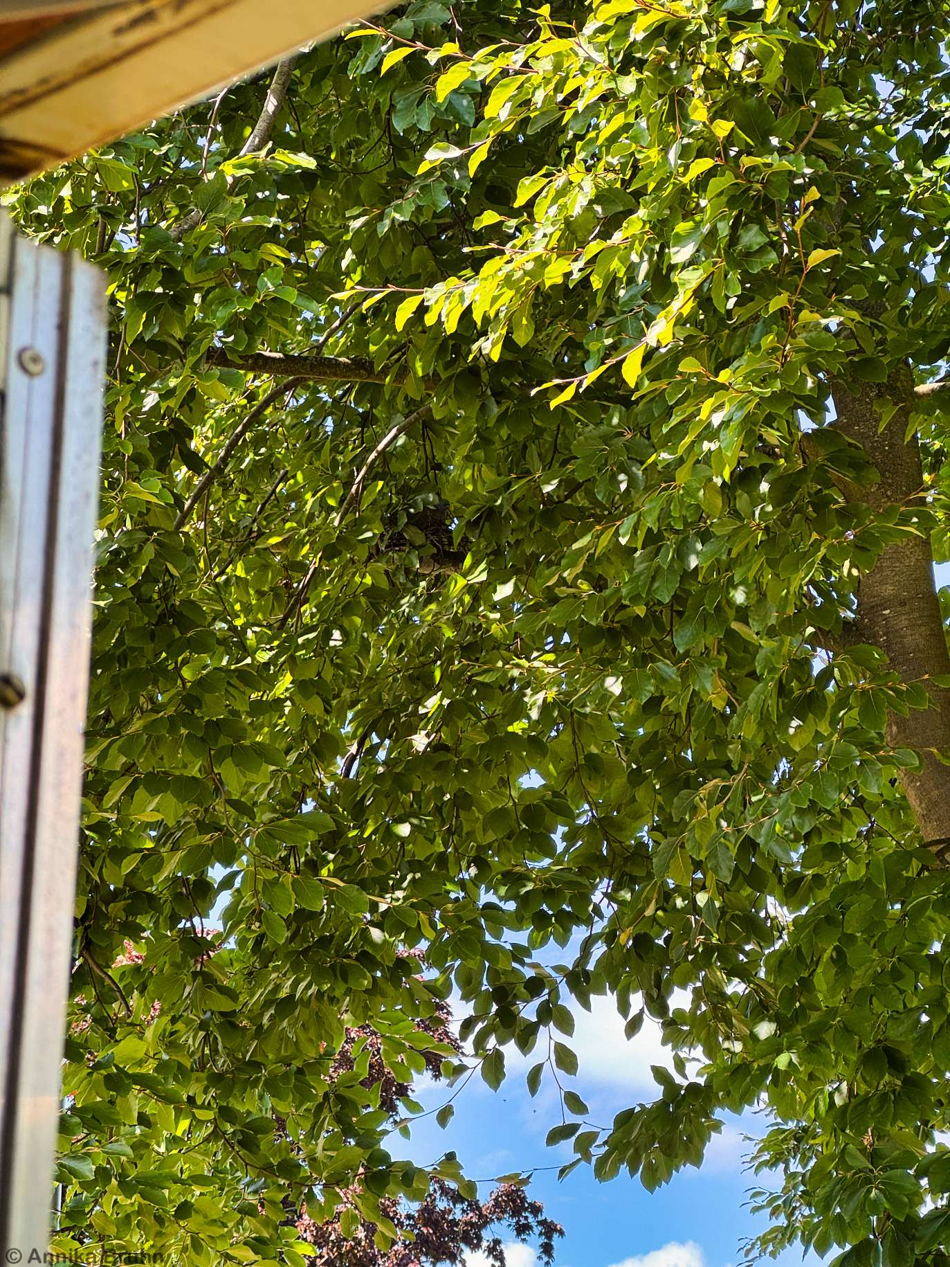 Neuer Nachbar Mr. Taube